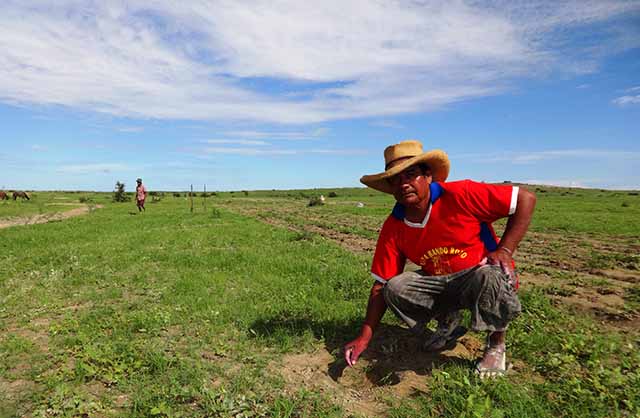 Siembran semillas de algarrobos para aprovechar lluvias en Catacaos - El Regional (blog)