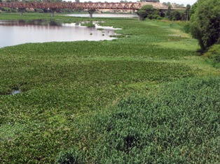 rio chira
