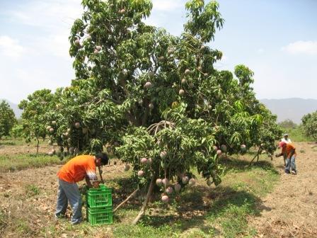 mango