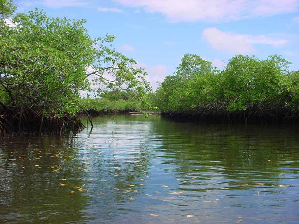 manglares tumbes