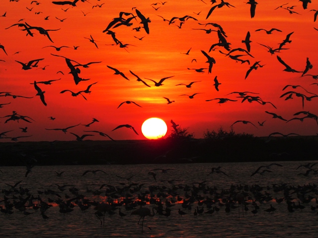 aves en San Pedro 2