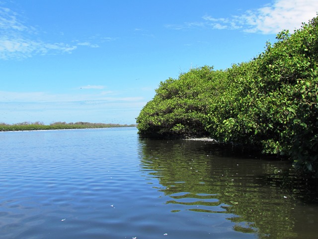 manglar de san Pedro