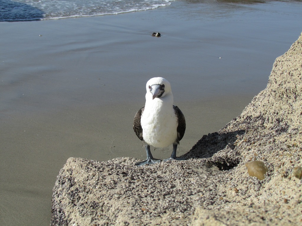 Cabo Blanco Maravilla 4