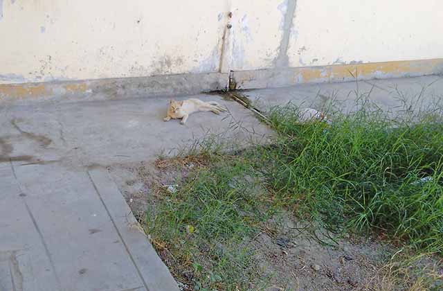 gato en hospital