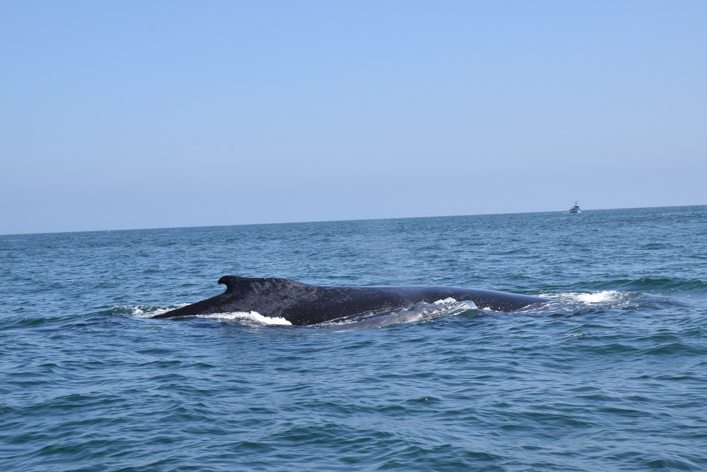 Ballenas Avistar03