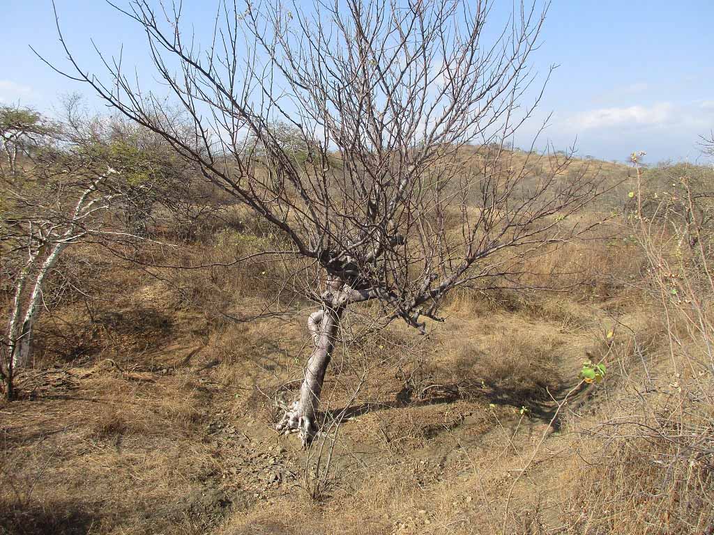 lancones campo