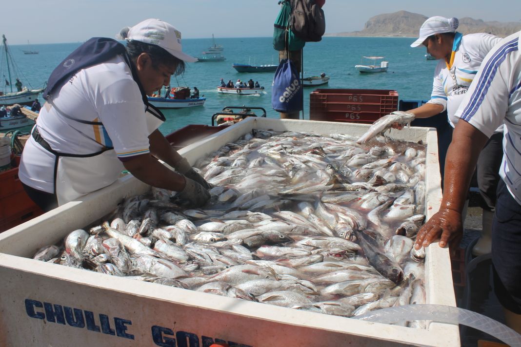 Pescado Litoral Peruano
