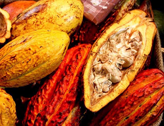 cacao c