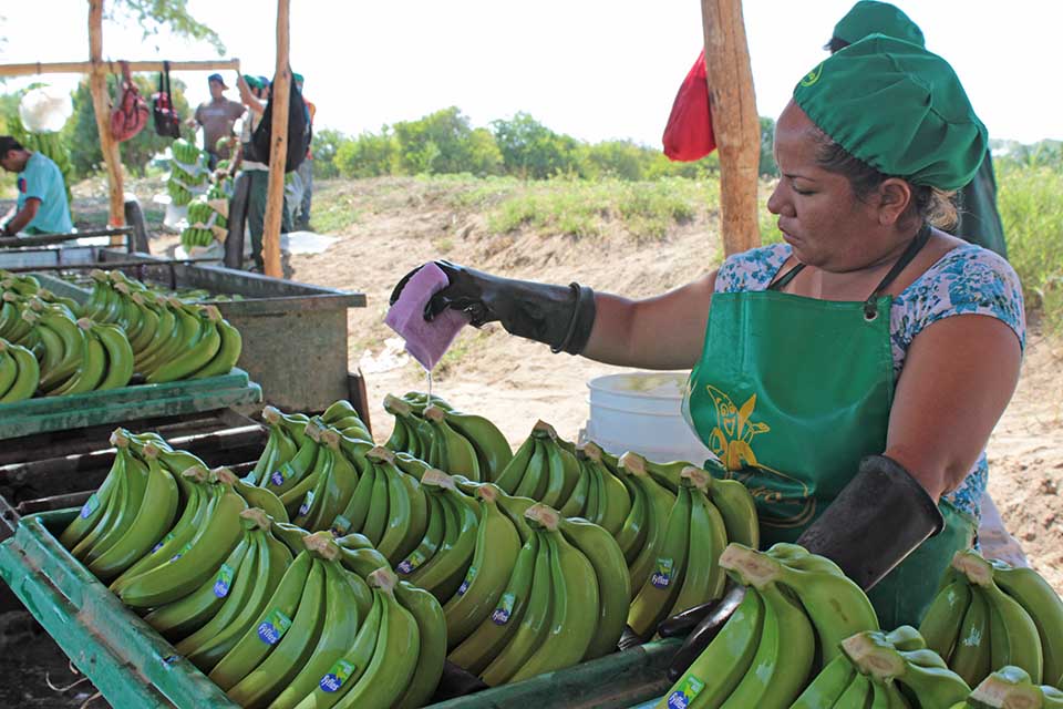 productores de banano organico 1