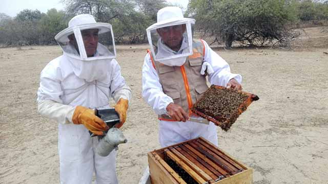 apicultores b