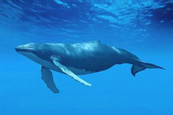 ballena