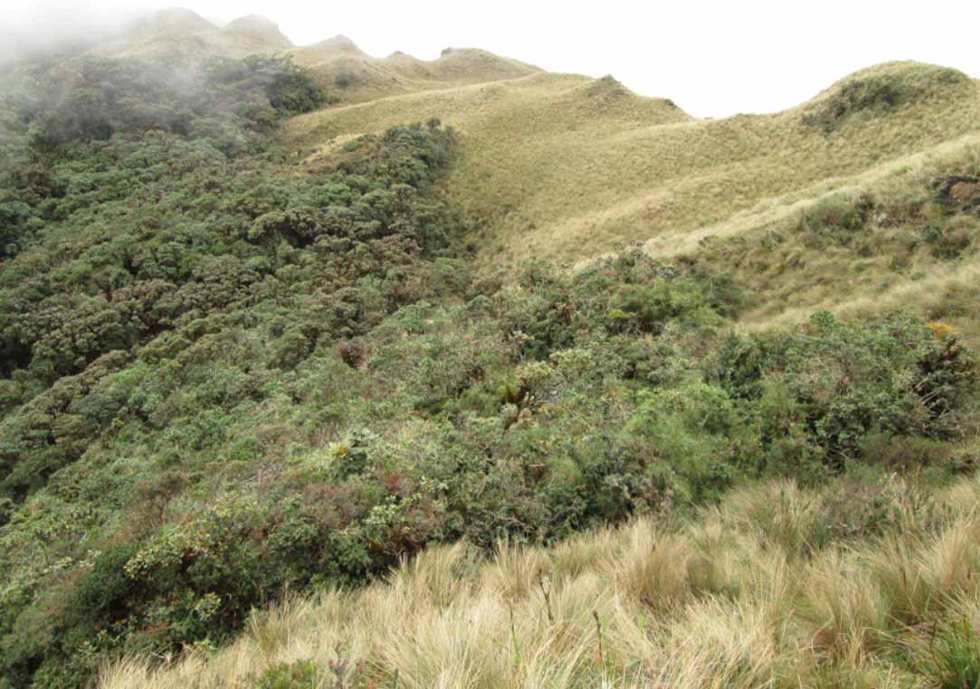 bosque neblina