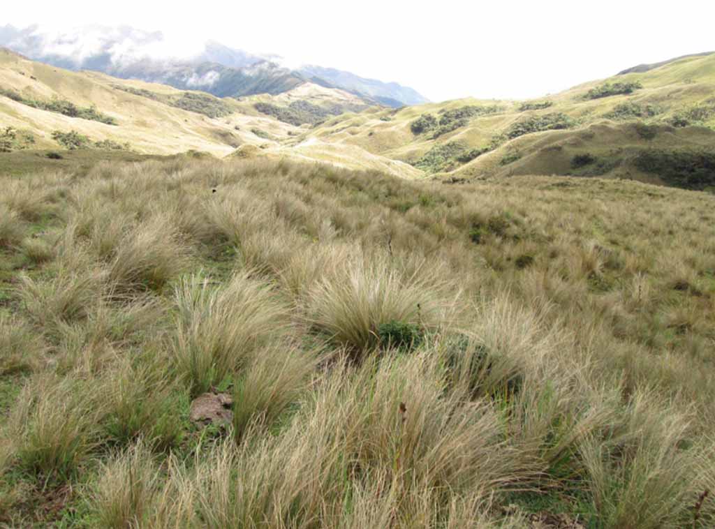paramo