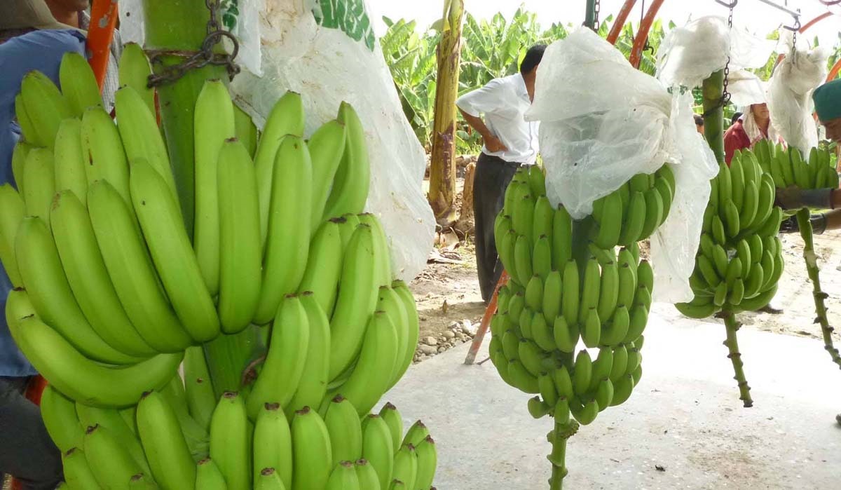 Banano organico