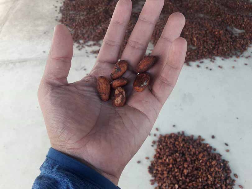 cacao palo blanco