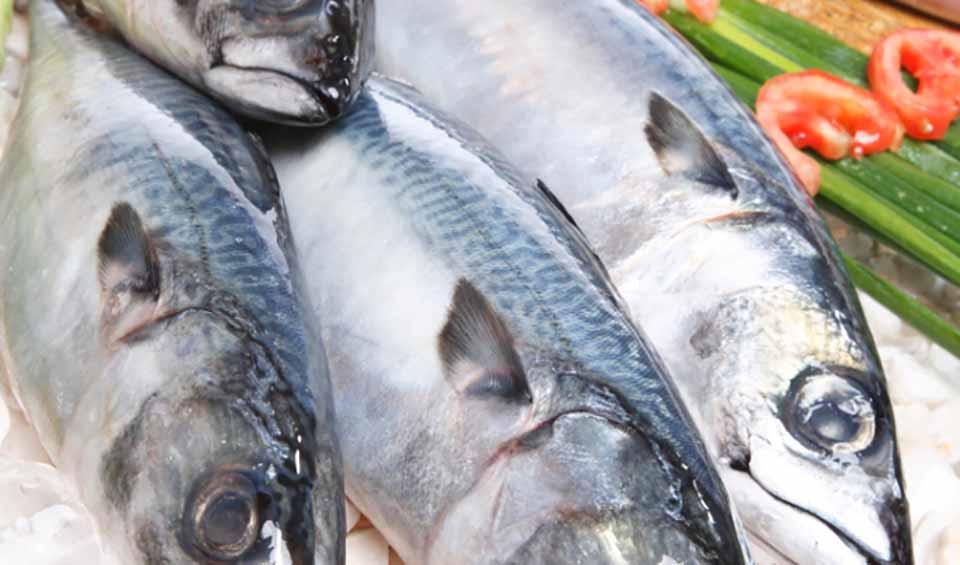 pescado caballa