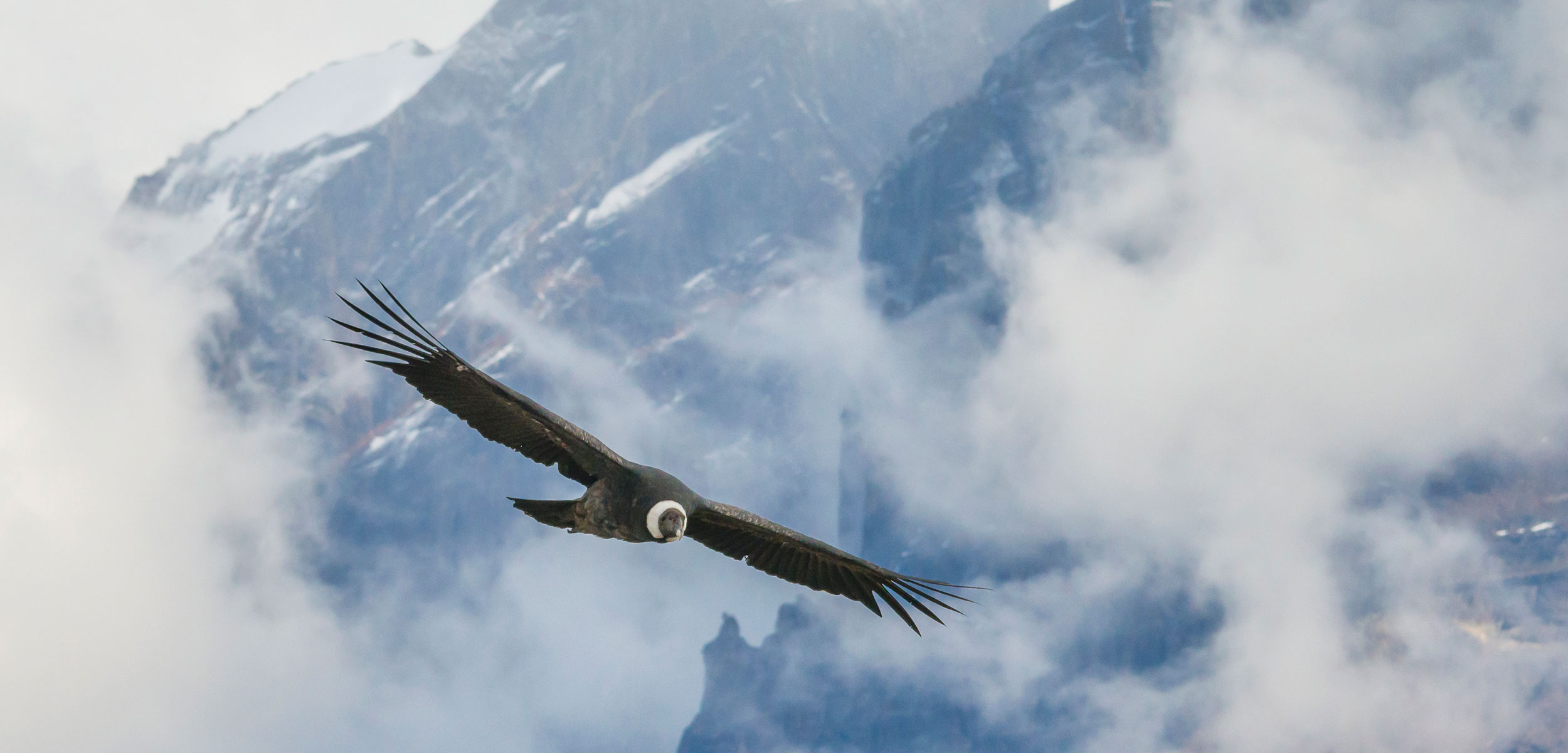 condor Andes 1