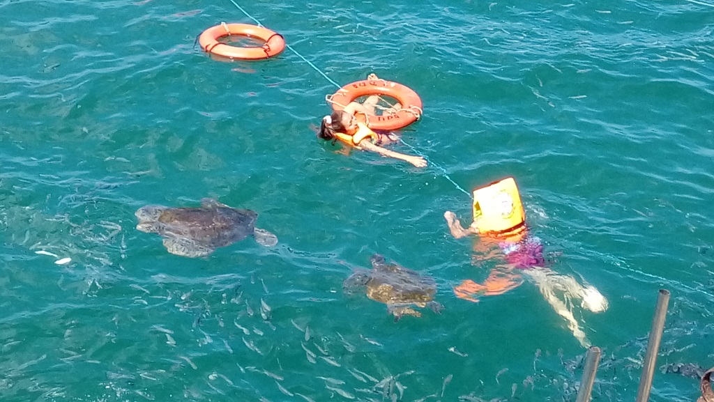 El Ñuro, caleta de Talara, con alta presencia de tortugas marinas