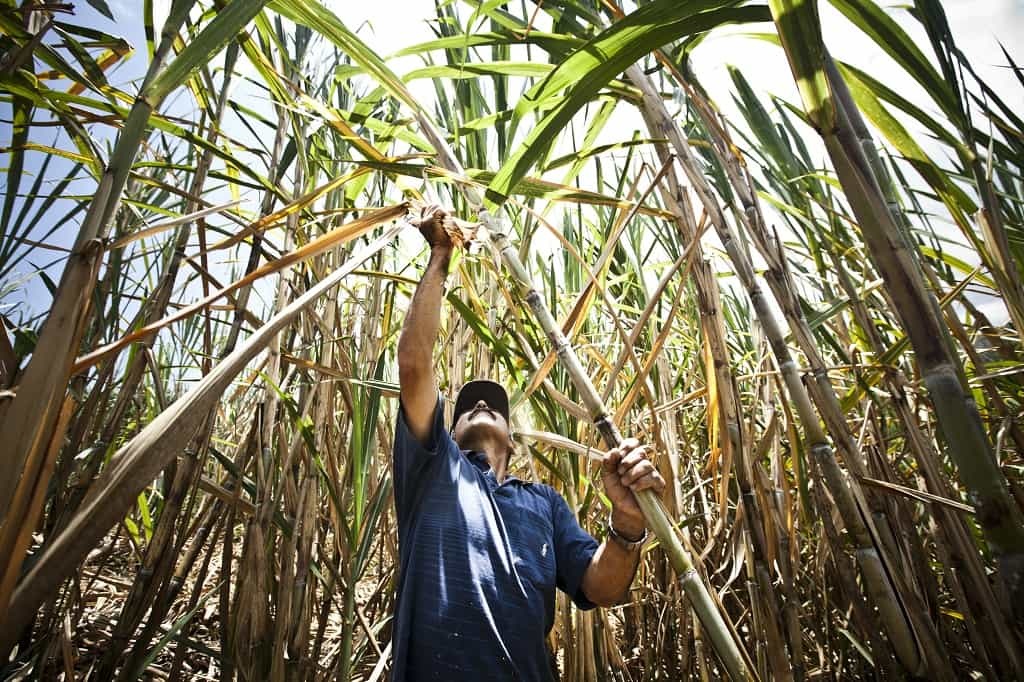 Cultivo Caña de azucar en la región Piura | Fotografía referencial