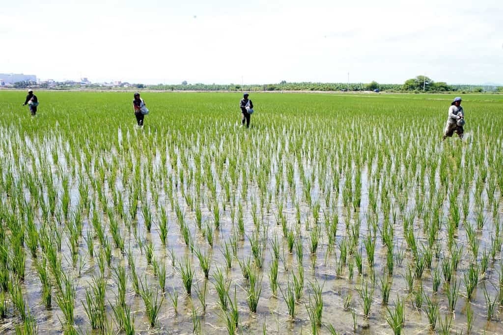 Siembra de arroz creció en mes de Noviembre del 2018