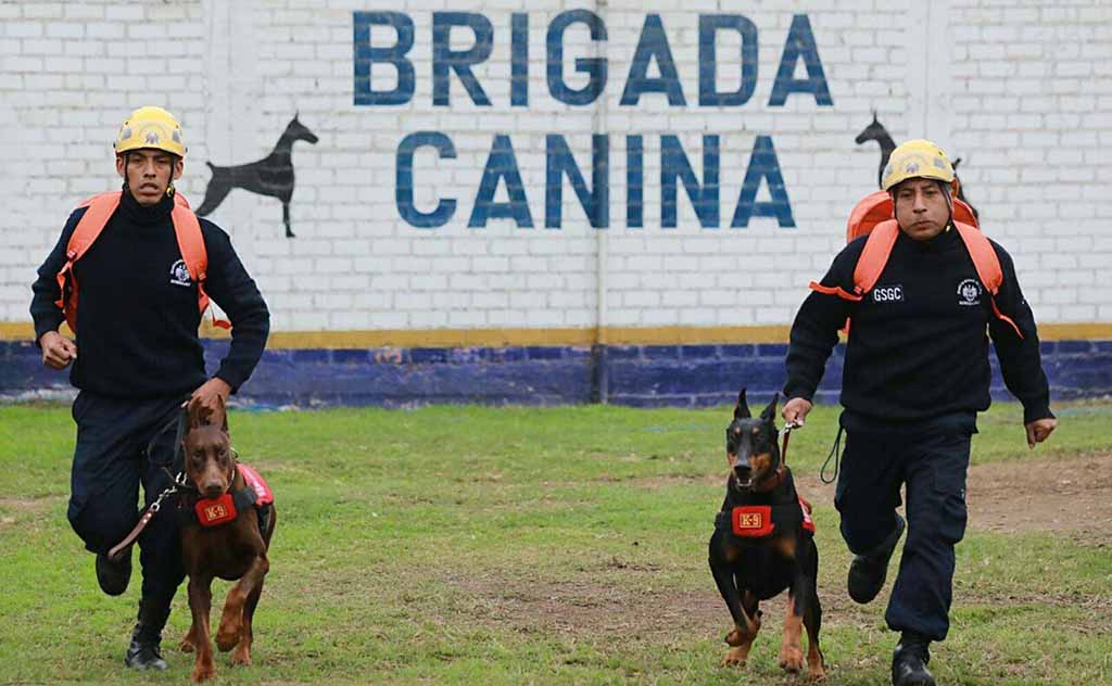 brigada canina