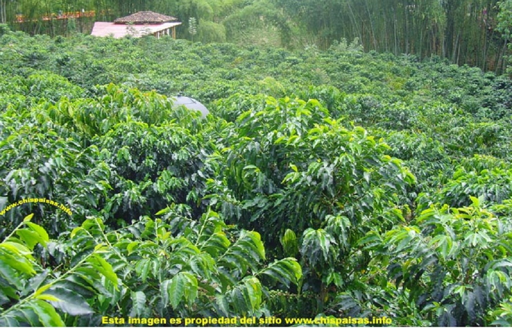 Elogio al café, una planta, un sabor
