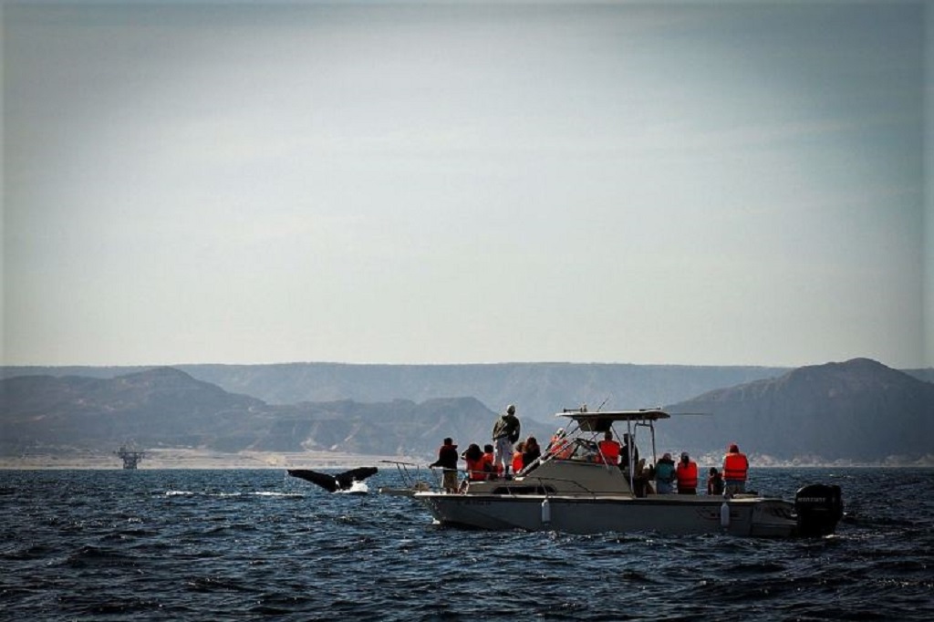 Avistamiento de ballenas en provincia de Talara, región Piura