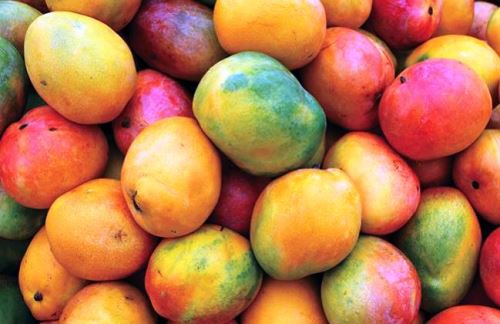 Piura: se espera la exportación de 200 mil toneladas de mango en la temporada