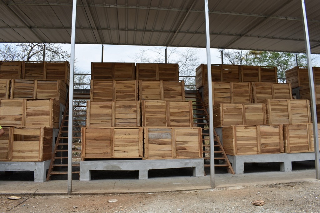 Piura: el cacao, potencialidades productivas y oportunidades de industrialización