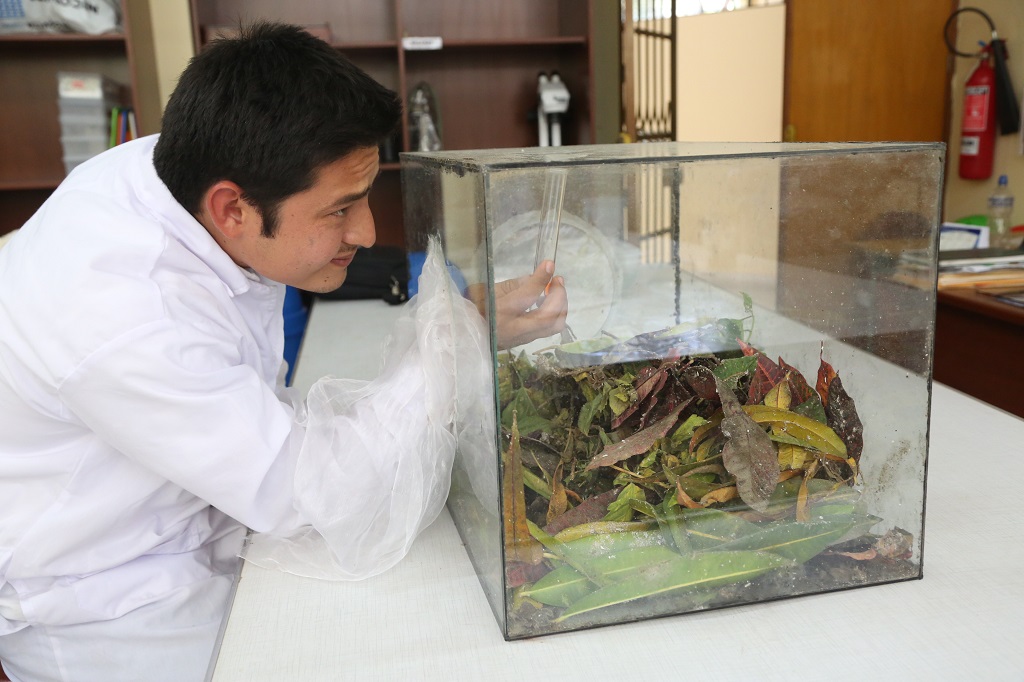 Realizan investigaciones para erradicar plaga de la 'cochinilla' en cultivos