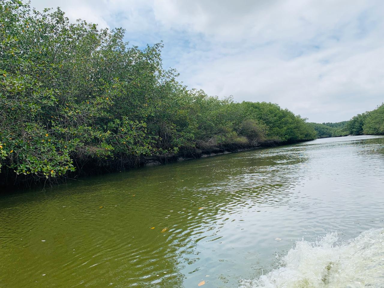 El Santuario Nacional Los Manglares de Tumbes y su impresionante belleza