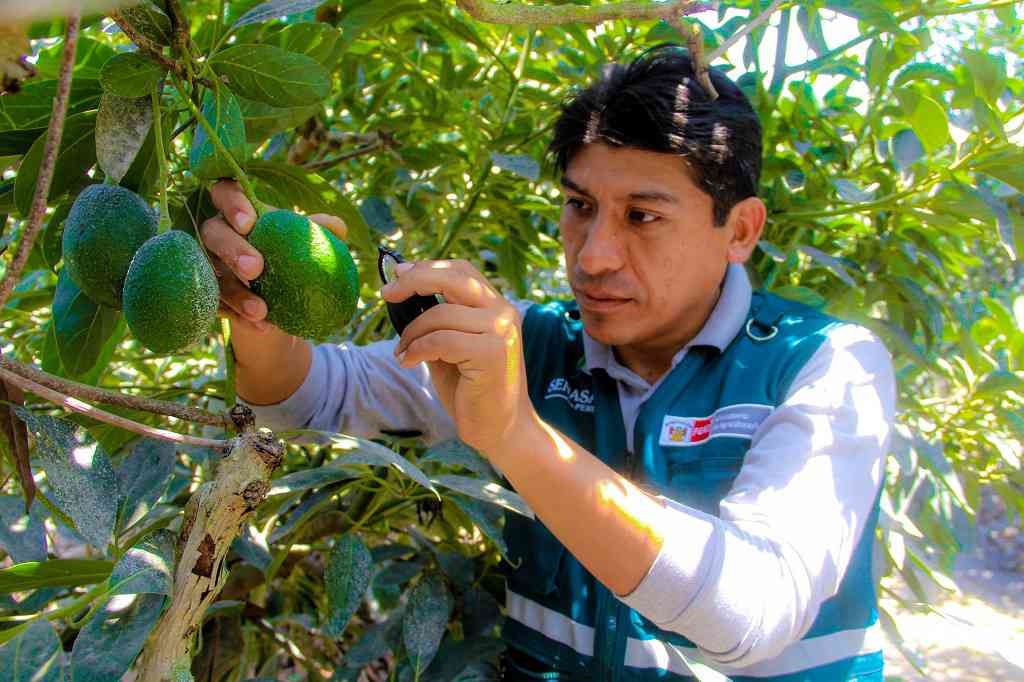 Industria mexicana preparará guacamole con palta peruana