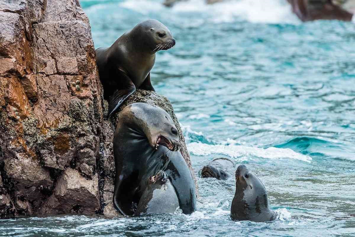 Paracas es un importante lugar de visita de extranjeros
