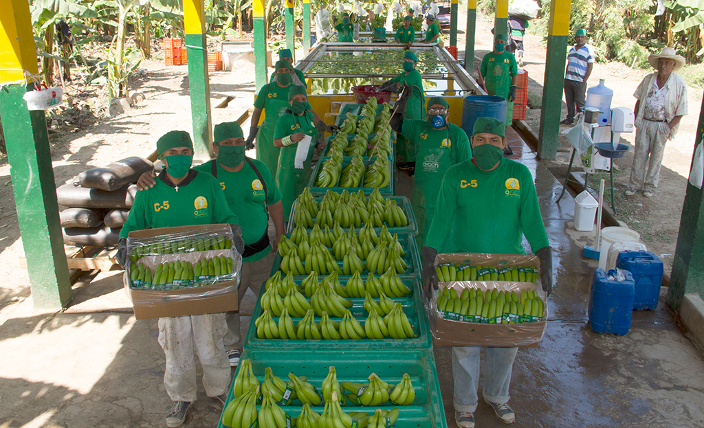 productores bananeros