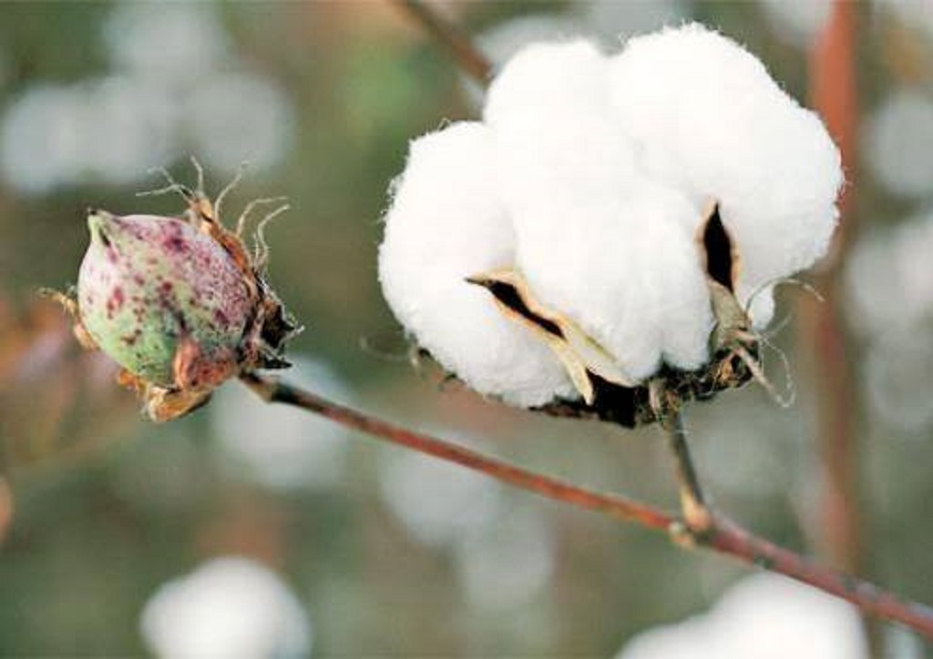 Algodón pima peruano 'El oro blanco'