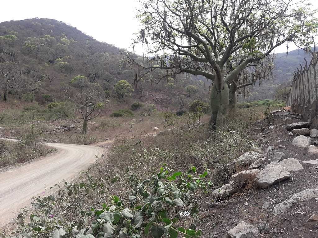 El ceibo, el prodigioso árbol que forma parte del bosque seco piurano
