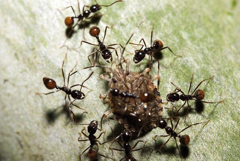 Diversos insectos raros y coloridos de la Amazonía de Cusco