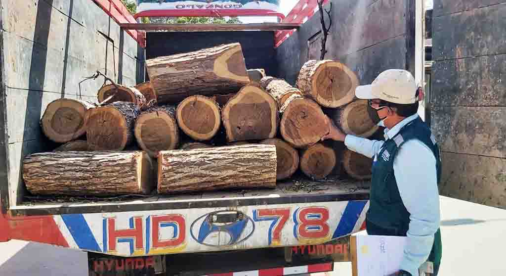 Decomiso de madera de Guayacan en Sullana