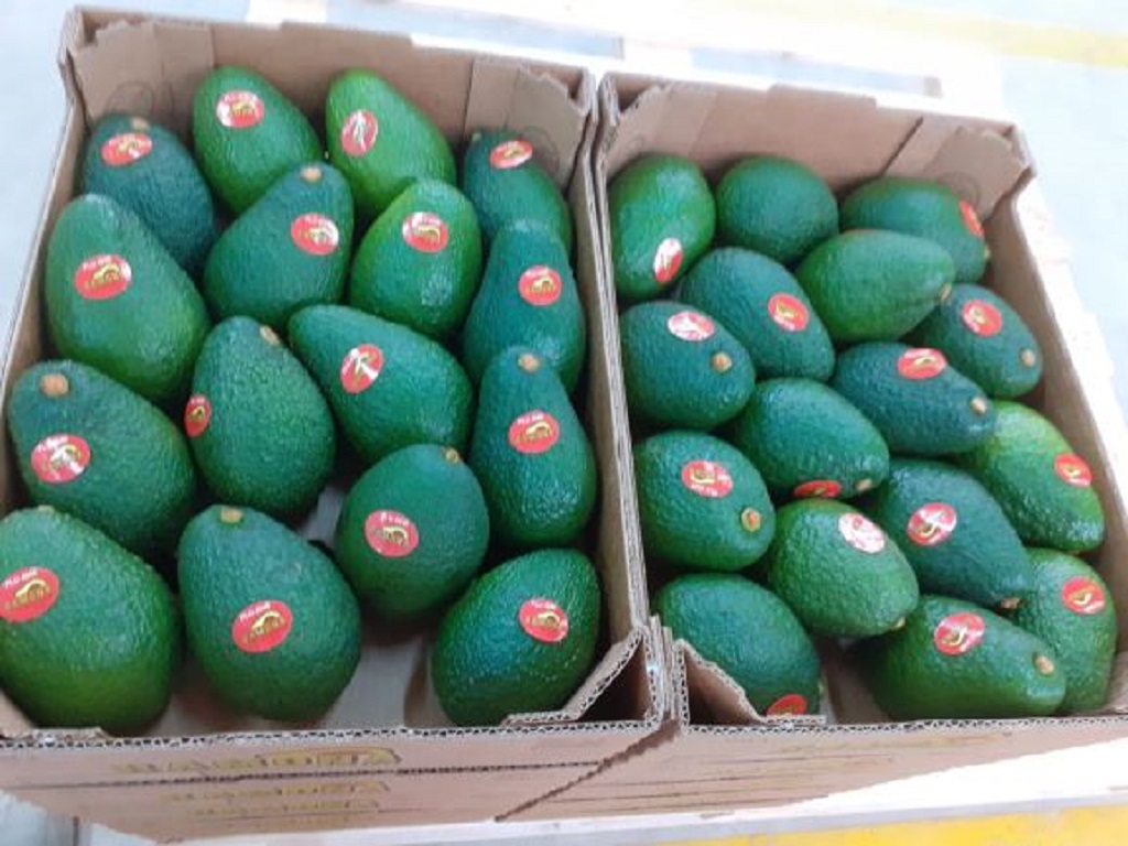 Paltas San Ramon