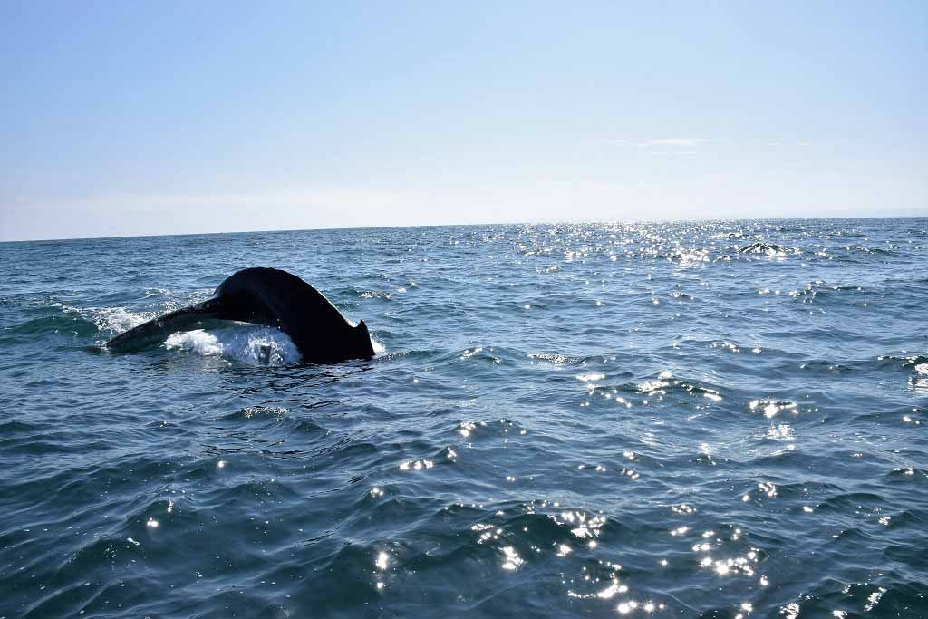 avistamiento de ballenas los organos 1