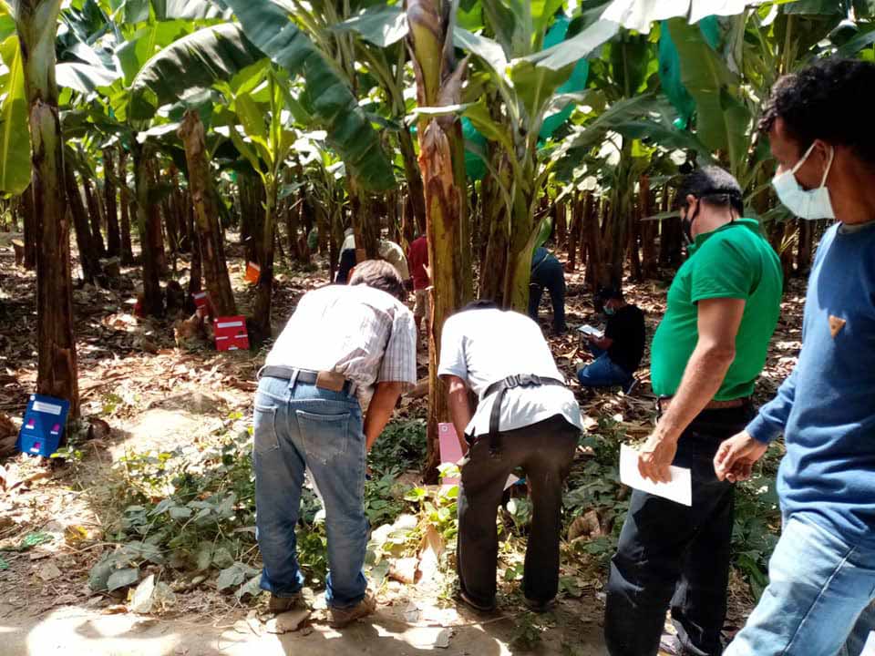 capacitacion bananera 1