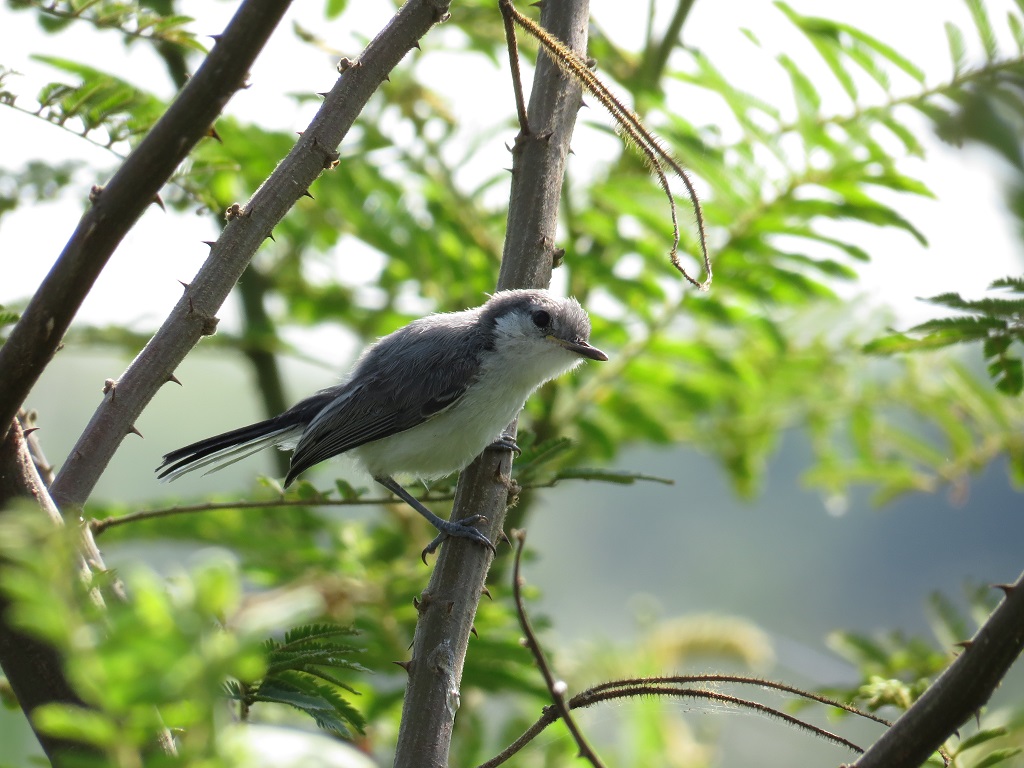 Aves Sullana 2