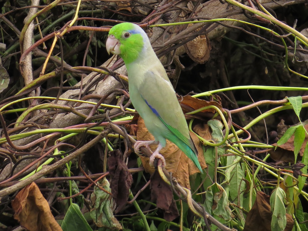 Aves Sullana 3