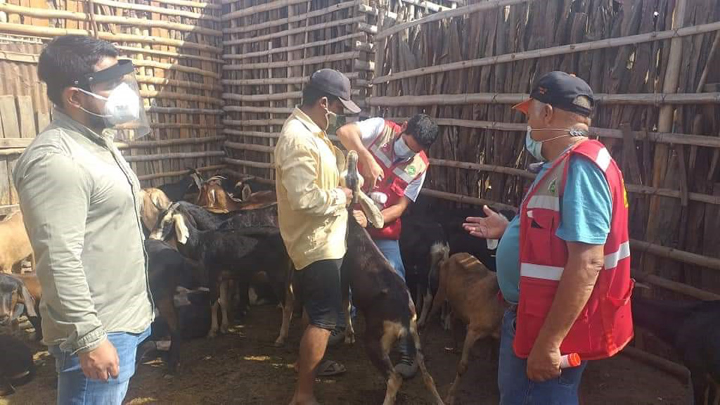 vacunacion vacunos querecotillo 1