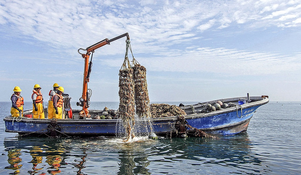 Concha de abanico exportaciones 2