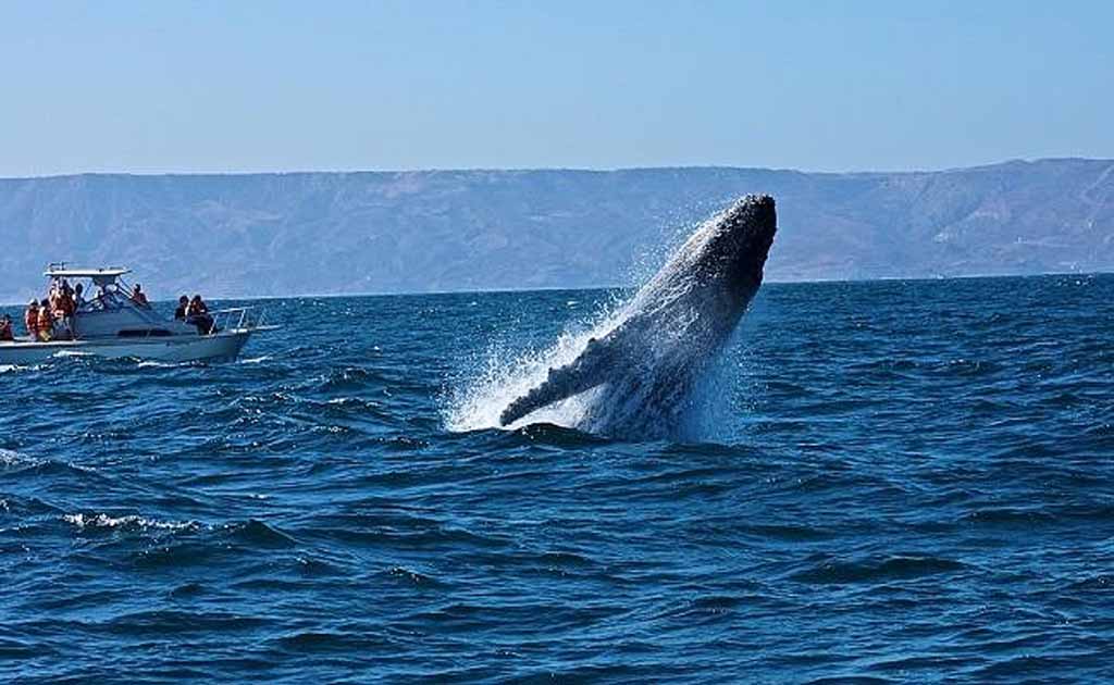 avistamiento de ballenas