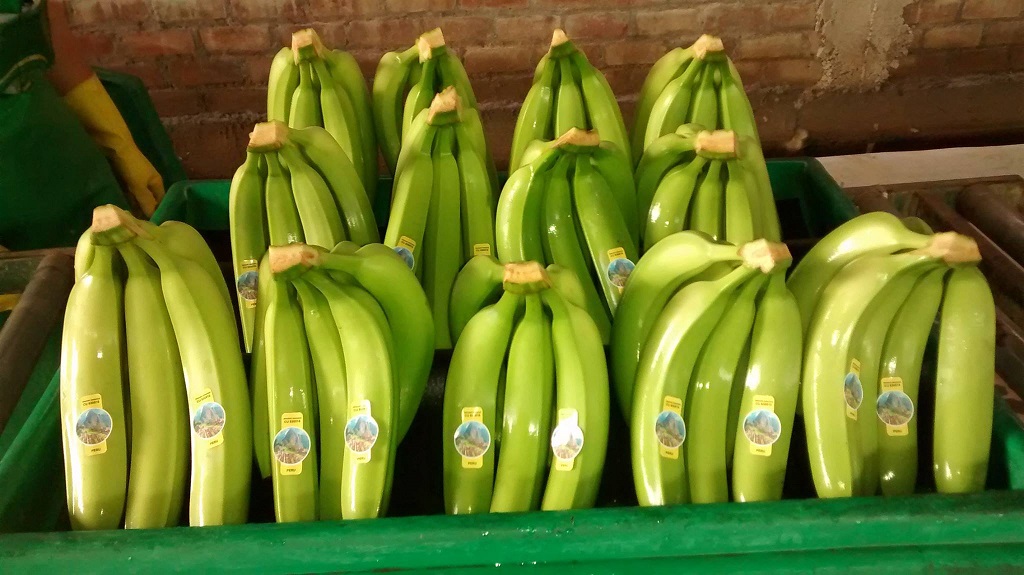 Banano de exportacion