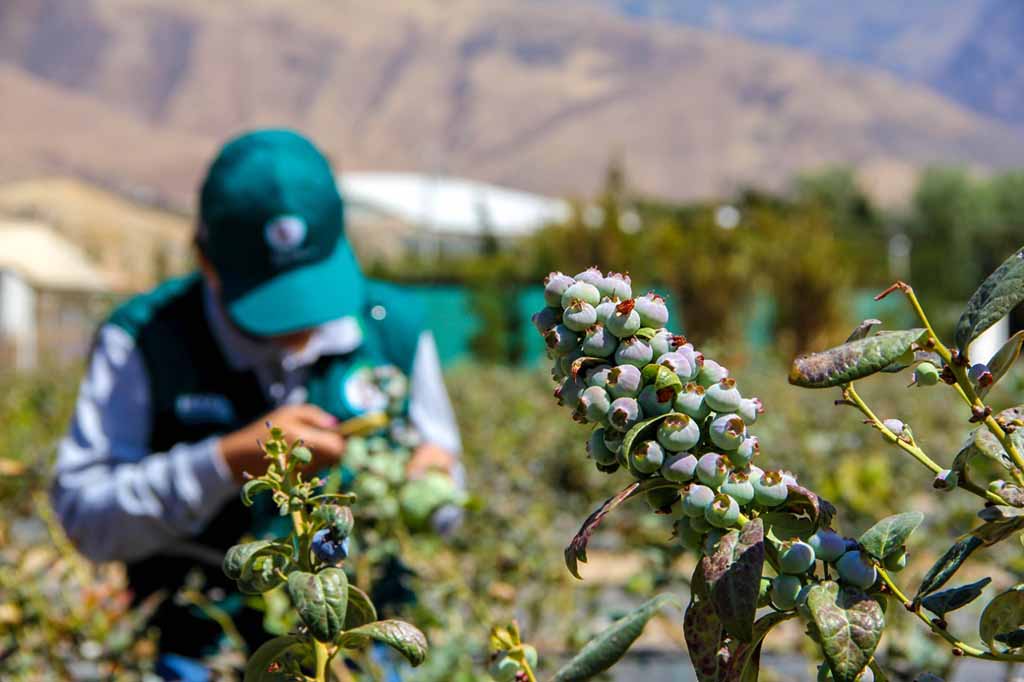 Peru iniciara exportacion de arandanos a Malasia 1