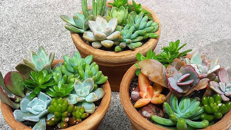 Plantas de feria 01