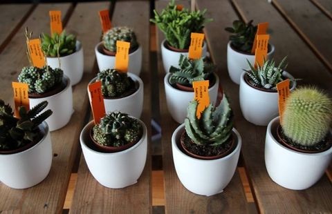 Plantas de feria 02